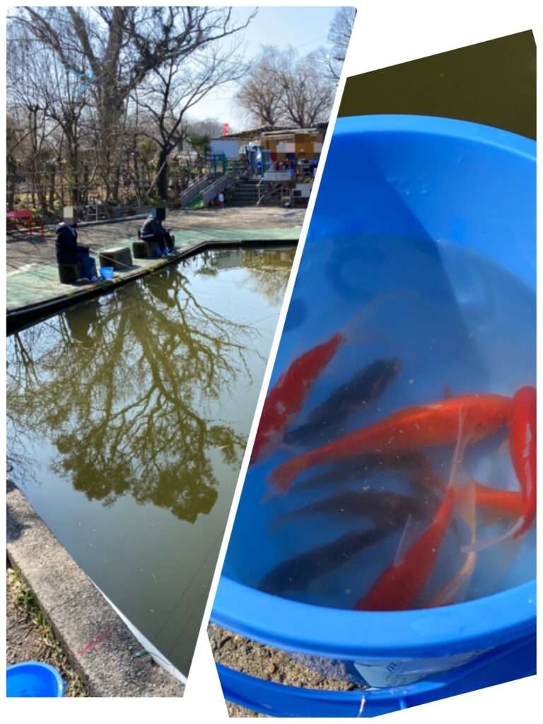 戸田市『彩湖・道満グリーンパーク』の『道満河岸つり場』で金魚釣りしてきた。